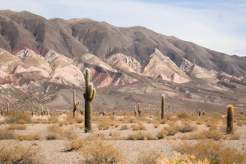 A desert landscape with cacti and mountains. 4