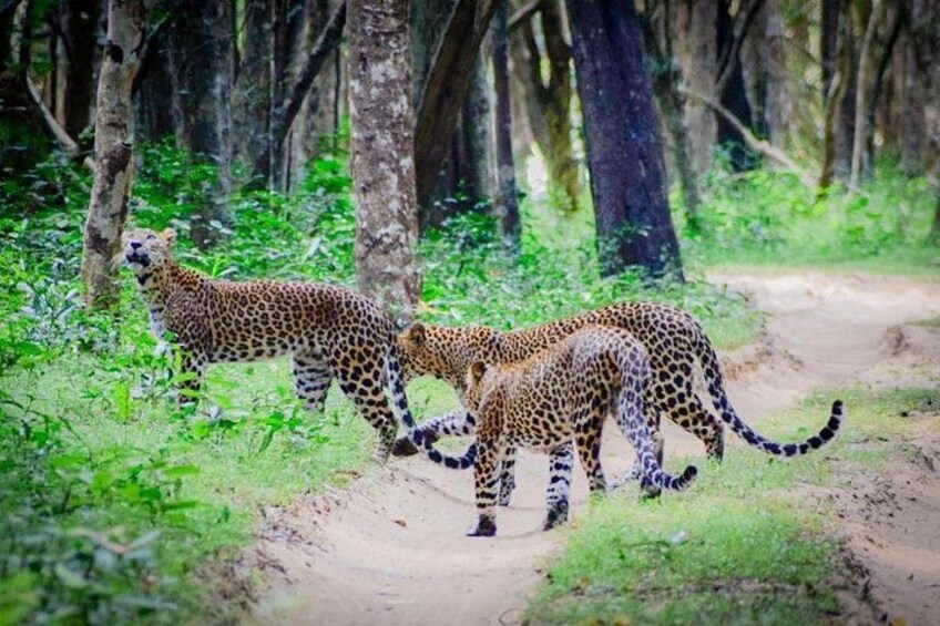 Best-of-Sri-Lanka-14-days-Private-Tour-1 1