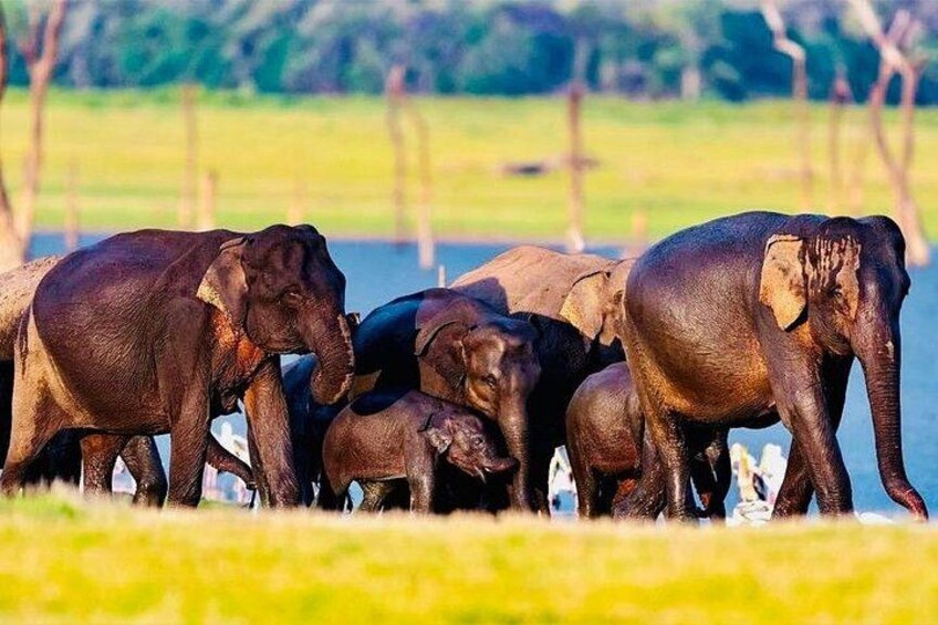 Best-of-Sri-Lanka-14-days-Private-Tour-6 4