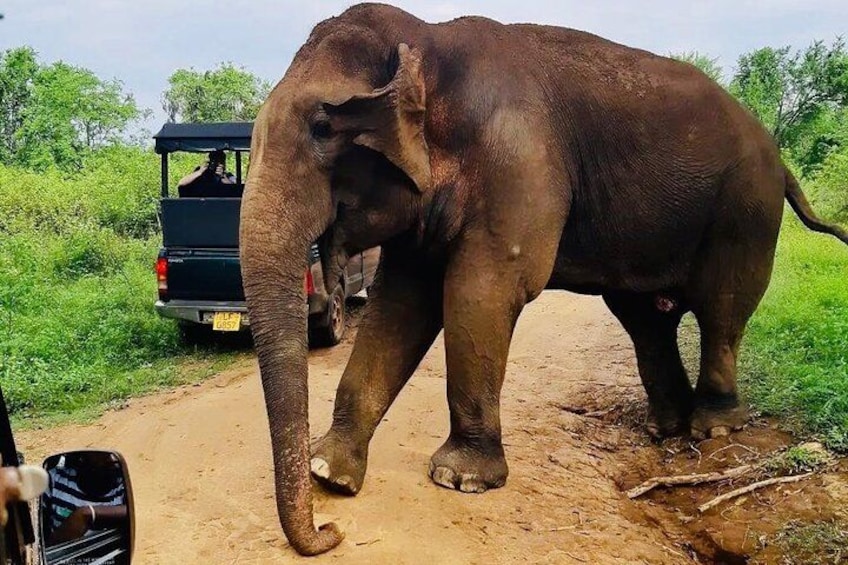 An elephant walking on a dirt path with a vehicle in the background. 4