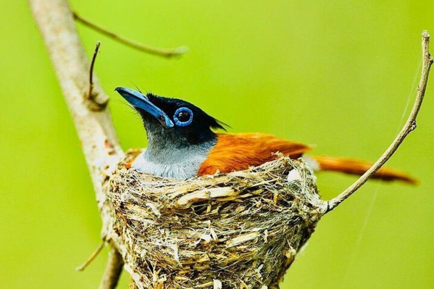 A bird in a nest with a blue head and orange body. 5