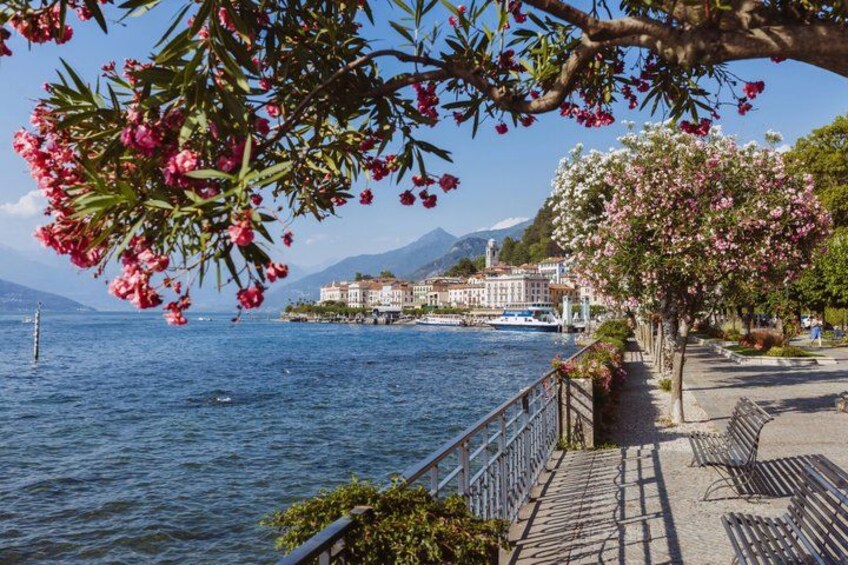 A waterfront promenade with a row of benches, a tree with pink blossoms, and buildings in the background. 3
