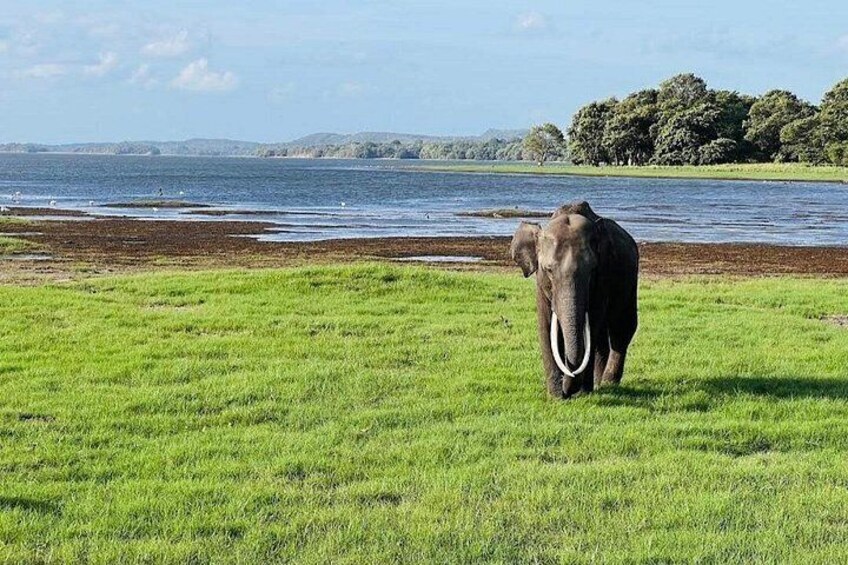 Een olifant loopt over gras bij een waterpartij. 4