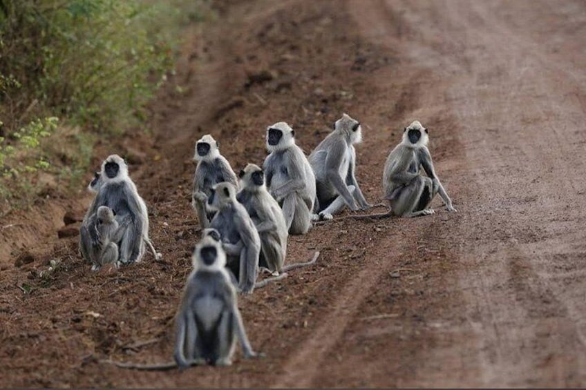 Een groep apen zit op een zandweg. 2