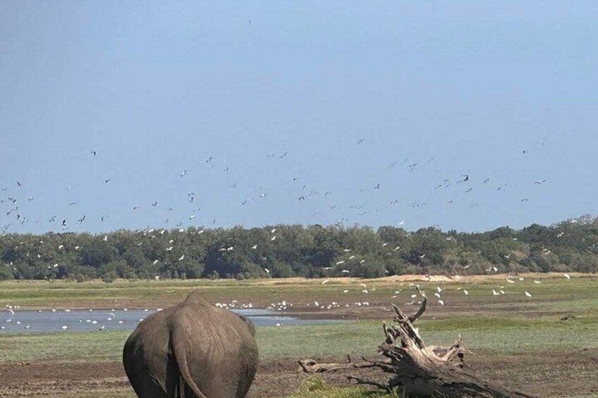 Een kudde olifanten, een zwerm vogels en een rivier. 3