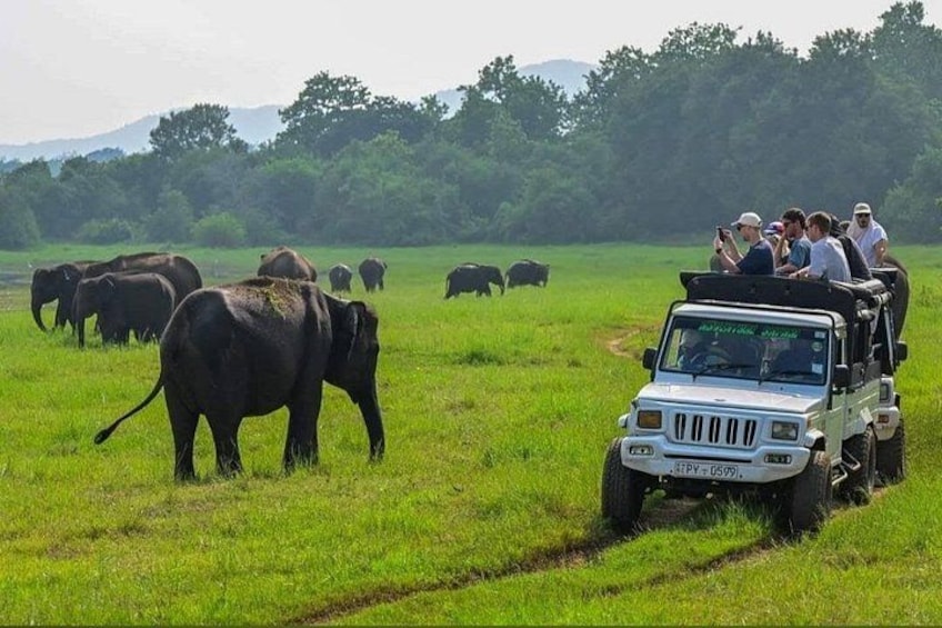 Een safariwagen met passagiers die olifanten in een grasveld bekijken. 3