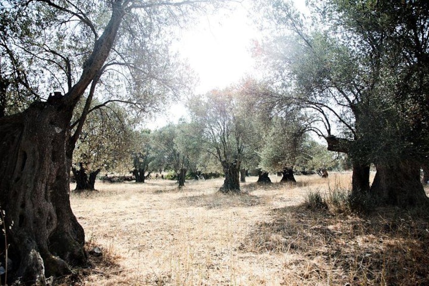 Un bosquet d’oliviers, avec de l’herbe sèche au sol. 2