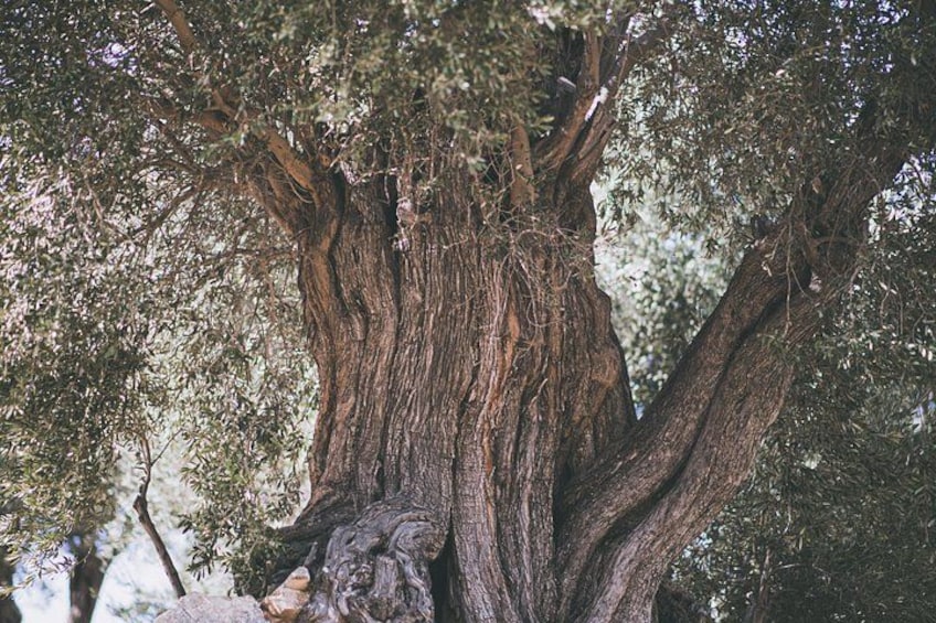Un grand arbre à l’écorce épaisse et rugueuse et au feuillage dense. 3
