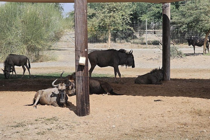 Sharjah Safari: A Wildlife Adventure Like No Other 2