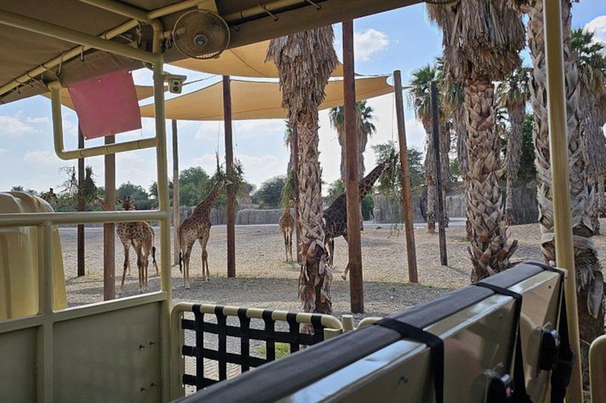Sharjah Safari: A Wildlife Adventure Like No Other 4