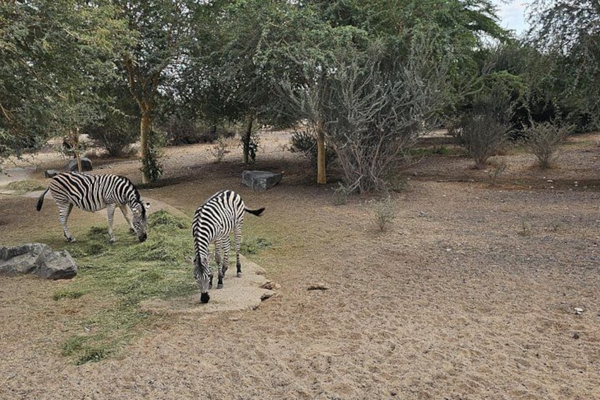 Sharjah Safari: A Wildlife Adventure Like No Other 5
