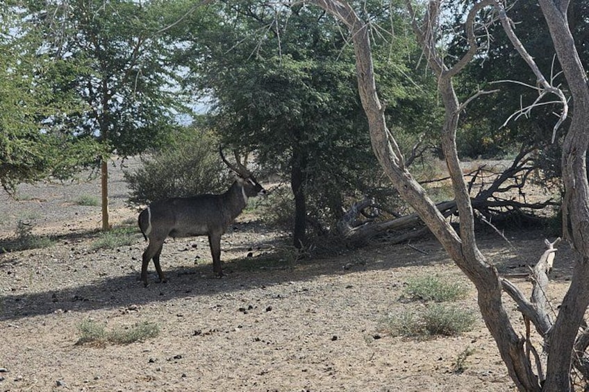 Sharjah Safari: A Wildlife Adventure Like No Other 3