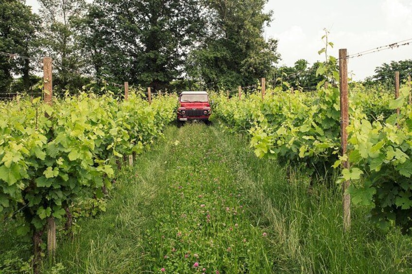 Un vignoble avec des rangées de vignes et une voiture rouge garée au milieu. 2