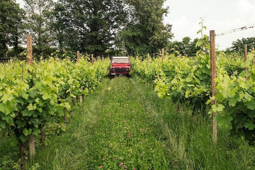 4x4 Vineyard Tour and Wine Tasting near Lake Garda 2