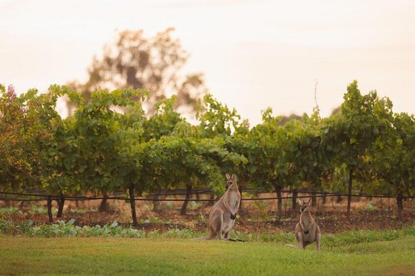 Hunter Valley Winery - Premium Tasting for Private Group Tours 5