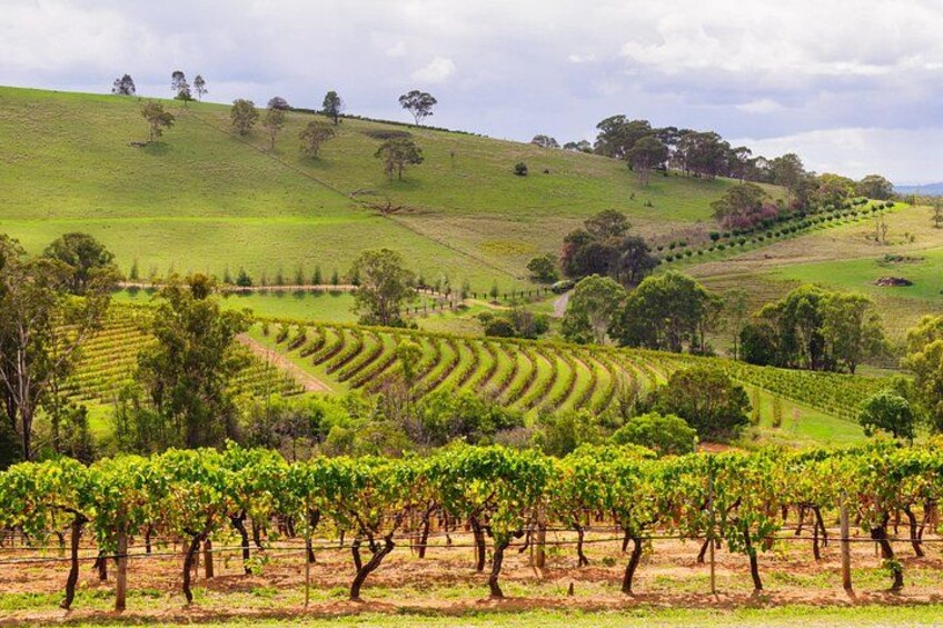 Hunter Valley Winery - Premium Tasting for Private Group Tours 4