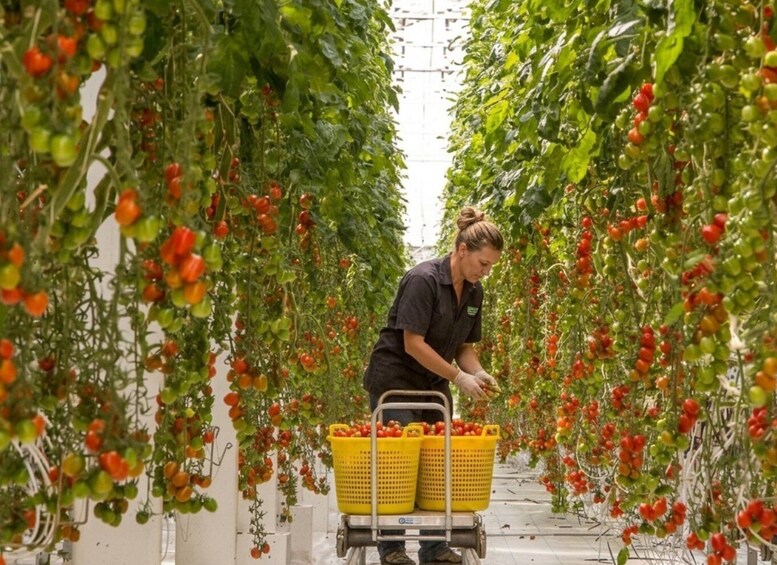 Eine Person erntet Tomaten in einer vertikalen Farm. 2