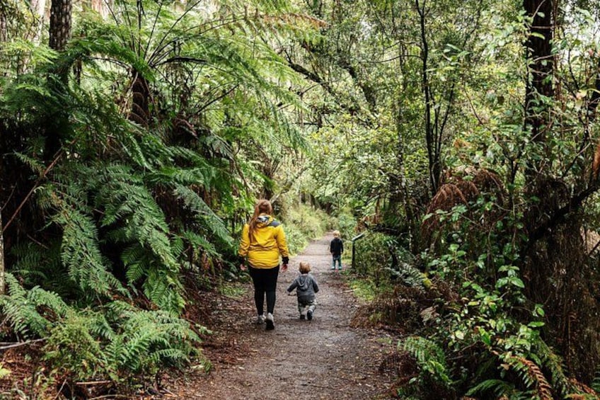 Puffing Billy & Rainforest Tour from Melbourne 3