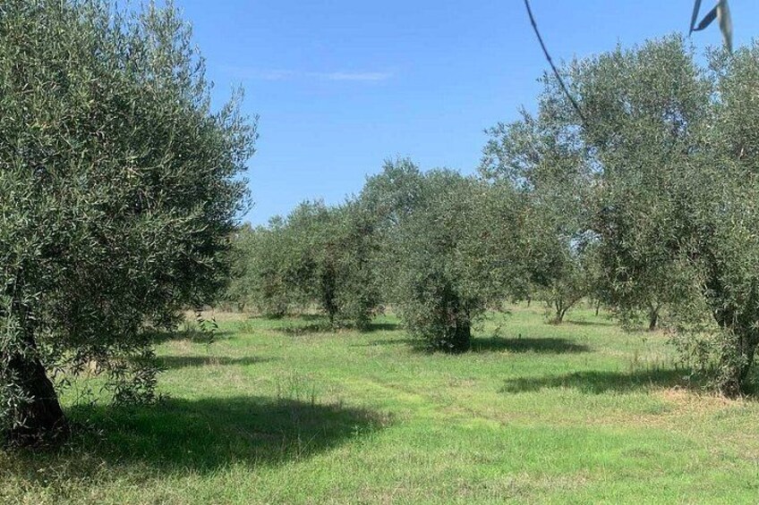 Oristano Farm Visit with Oil Tasting 2