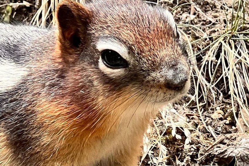 A close-up of a chipmunk with a detailed fur texture and a clear view of its eyes. 5