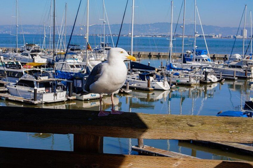 A seagull standing on a wooden dock with a marina and boats in the background. 4