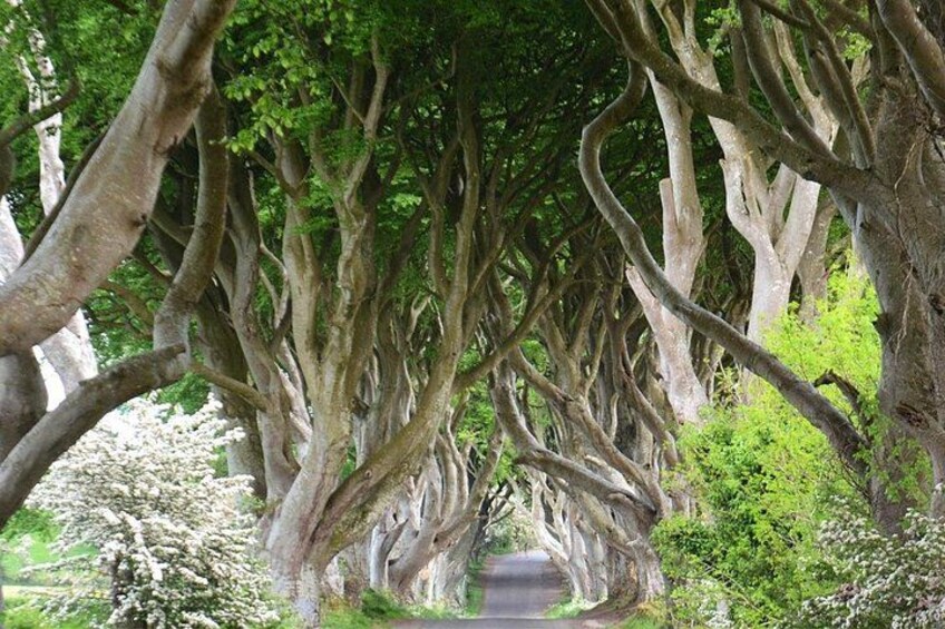 Drive through infamous (& haunted) Dark Hedges 4