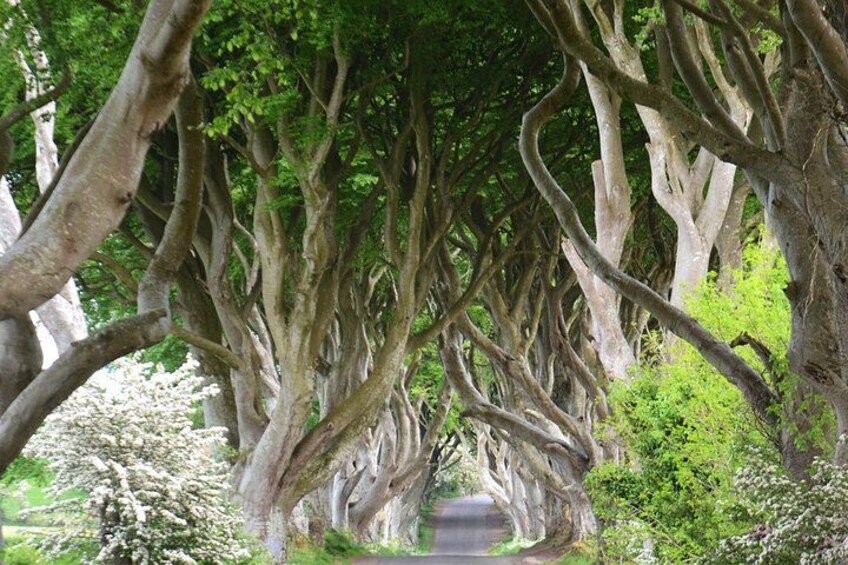 A tree-lined pathway with dense foliage and a winding road. 4