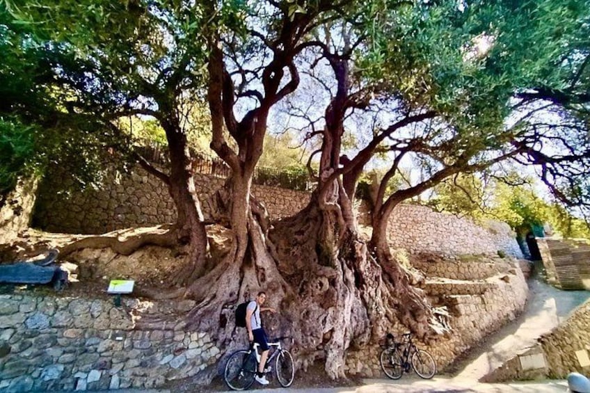 A large tree with thick roots, a stone wall, and a bicycle leaning against it. 5