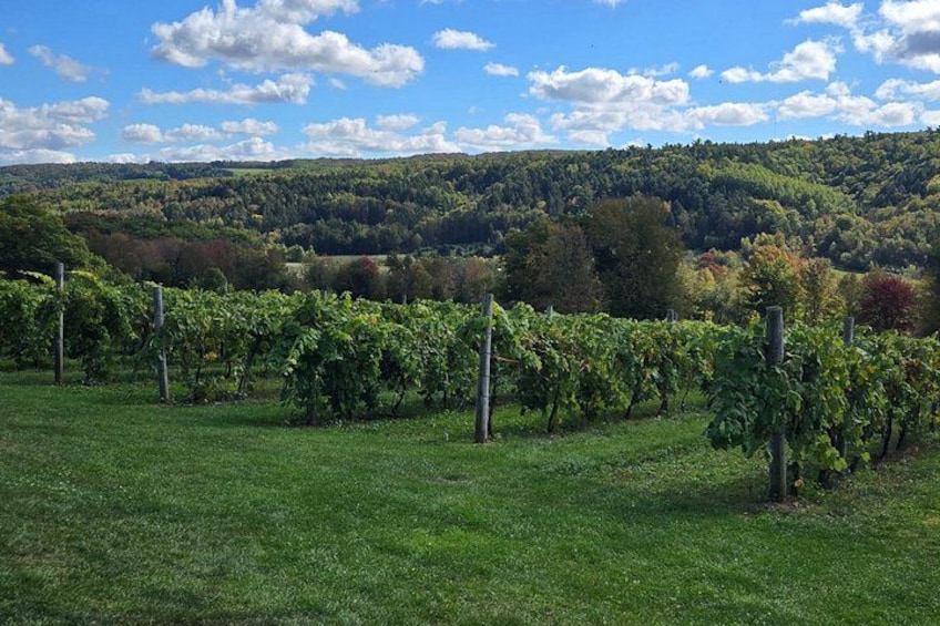 Take a walk in the vines at Benjamin Bridge. 3