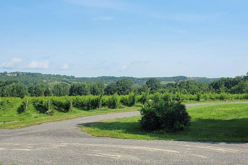 Un camino rural serpentea a través de un paisaje verde con campos y árboles. 2