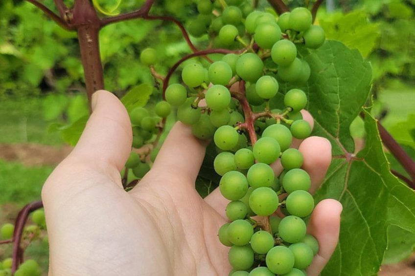 Touring the vines and learning about the growing season is a true joy. 2