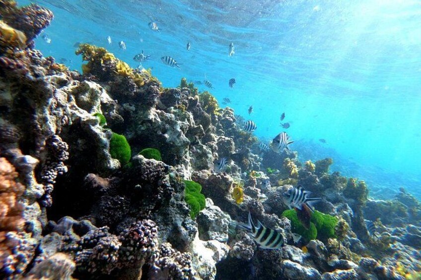 Half Day Snorkeling Coco and Felicite Island 1