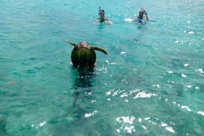 Half Day Snorkeling Coco and Felicite Island 5