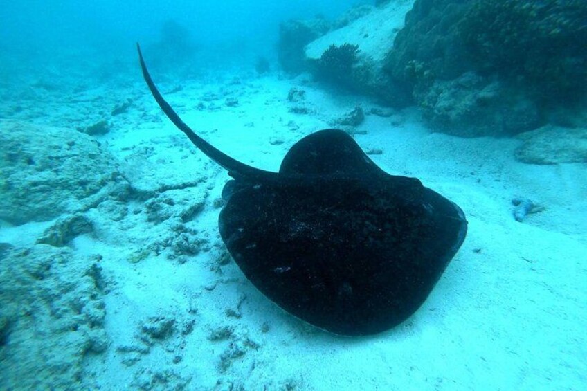 Half Day Snorkeling Coco and Felicite Island 3