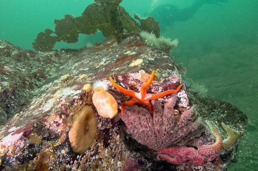 Un paysage sous-marin rocheux, peuplé de créatures marines, notamment une anémone de mer et un coquillage. 5