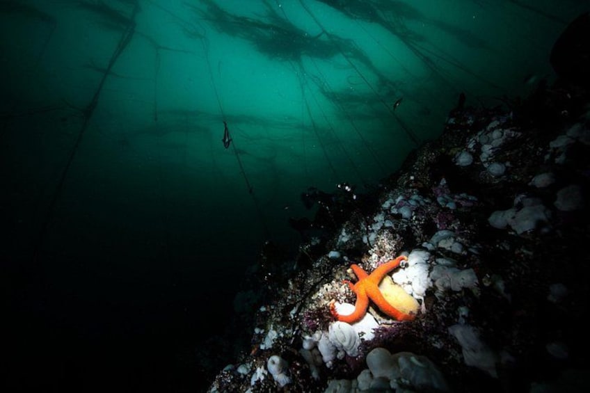 Une scène sous-marine où l'on aperçoit un gilet de sauvetage orange, porté par un plongeur, reposant sur le fond de l'océan, entouré de rochers et d'animaux marins. 2