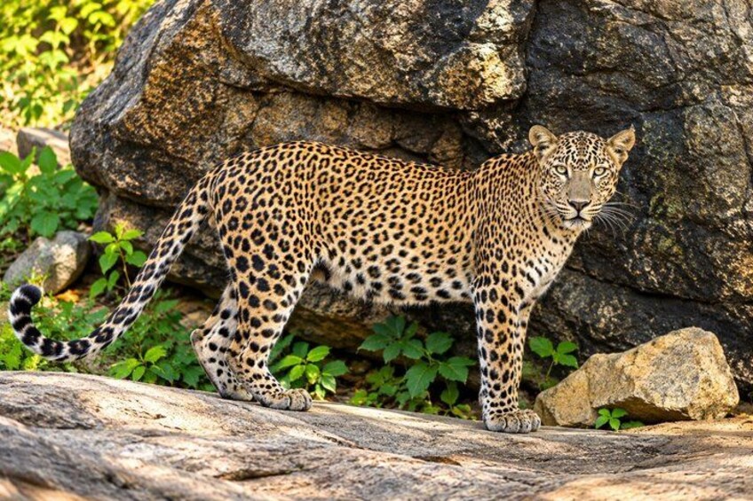 A leopard walking on a rock with greenery and large rocks in the background. 5