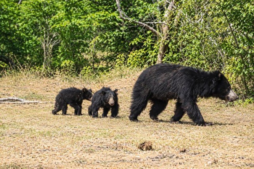 A black bear walking with two cubs in a grassy field with trees in the background. 2