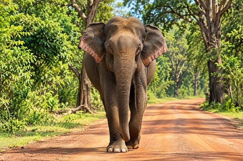 An elephant walking on a dirt road surrounded by trees. 1