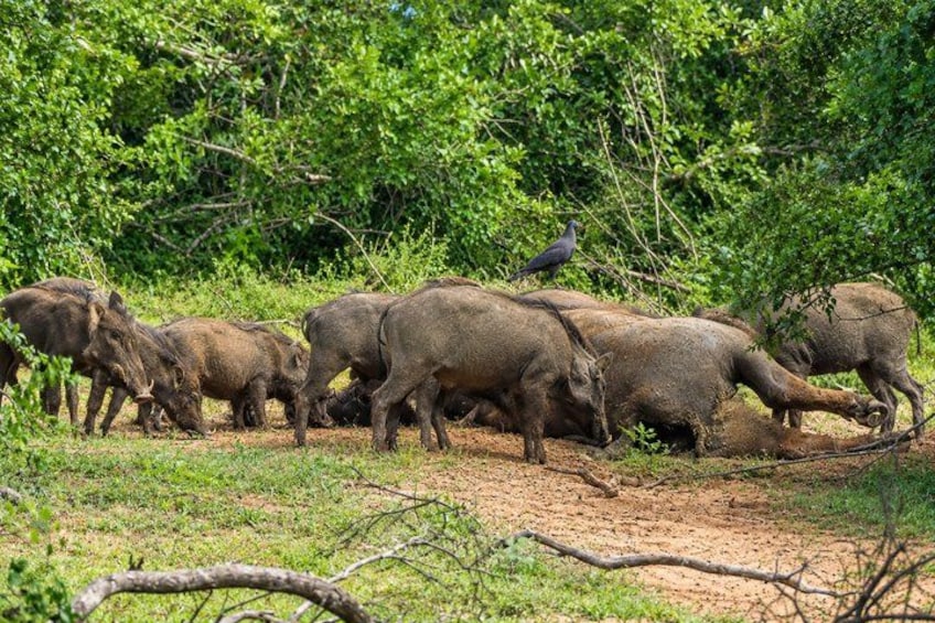 A herd of rhinos grazing in a grassy area with trees in the background. 4