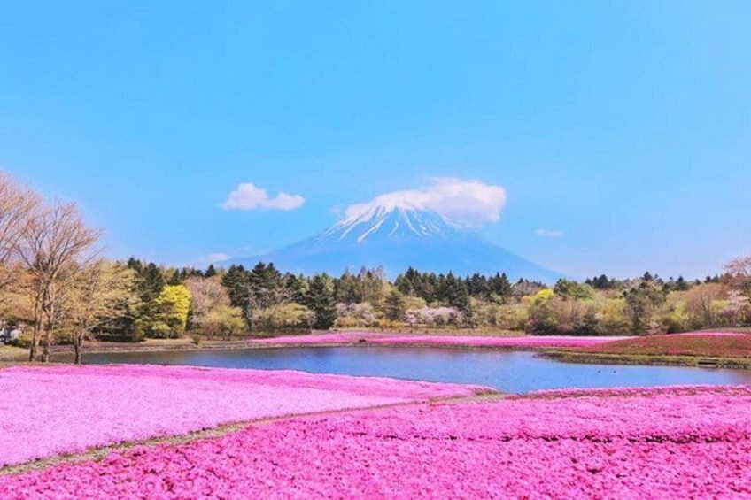 A lake with pink flowers, a mountain in the background, and trees around the lake. 3