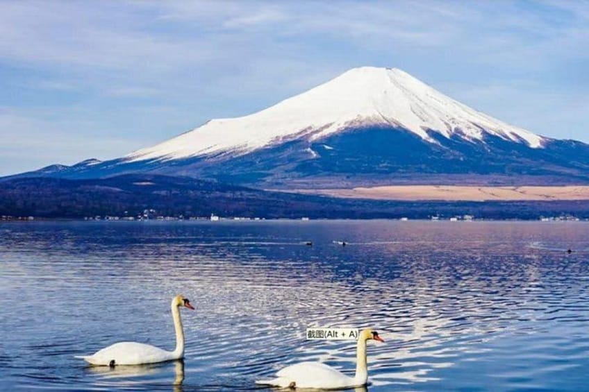 A lake with swans and a snow-capped mountain in the background. 5