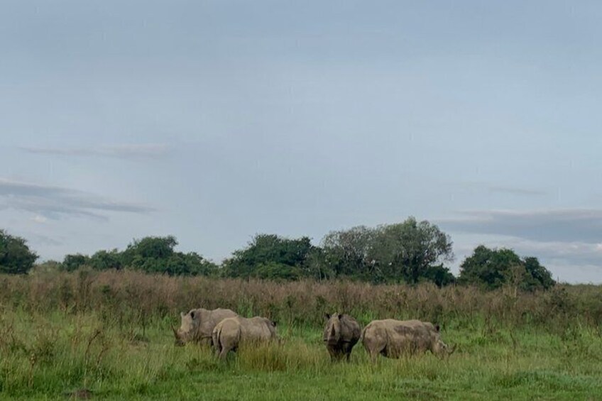 Trois rhinocéros paissent dans un champ herbeux, avec des arbres en arrière-plan. 4