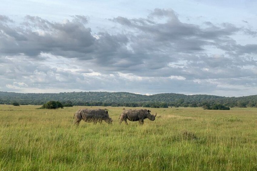 Deux rhinocéros dans un champ d’herbe, sous un ciel nuageux, avec des collines qui se dessinent à l’horizon. 2