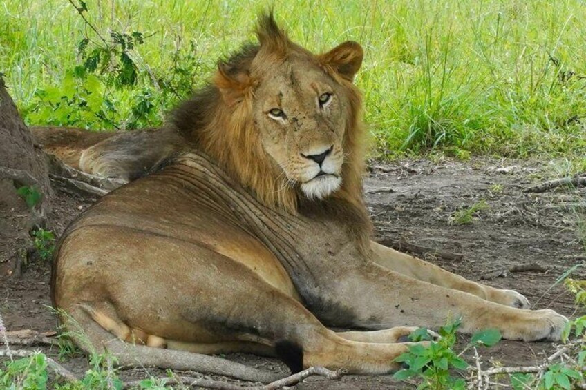 Un lion est allongé dans une zone herbeuse, avec quelques plantes et un tronc d’arbre à proximité. 5