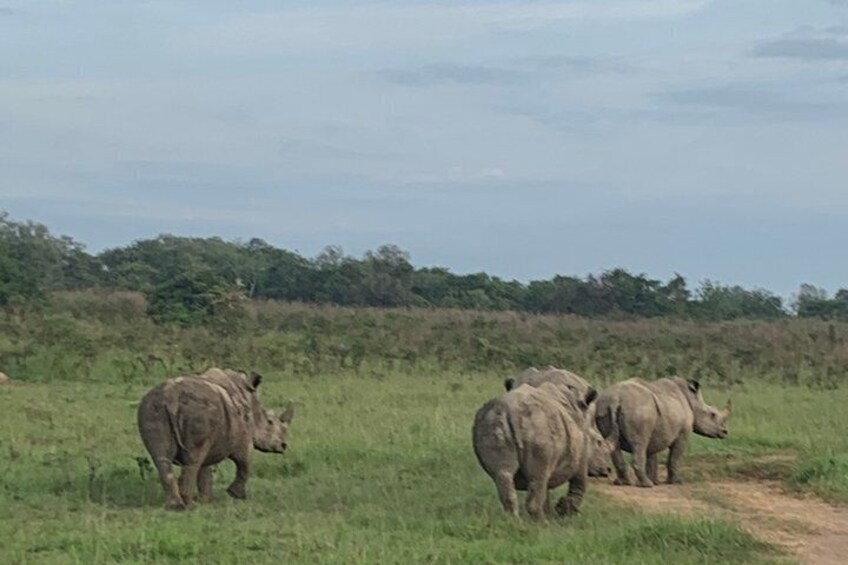 Un groupe de rhinocéros dans un champ herbeux, avec des arbres en arrière-plan. 3