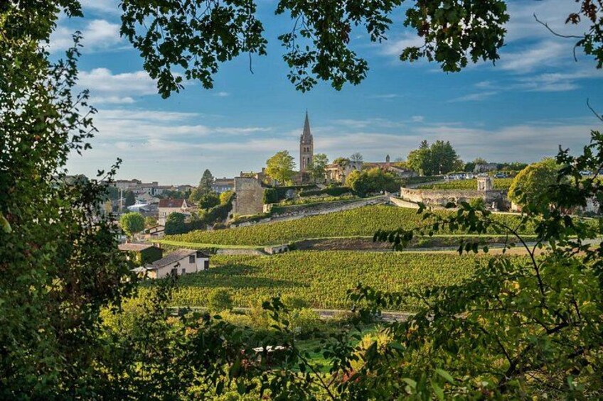 Walk through historic vineyards and discover Bordeaux terroir 4
