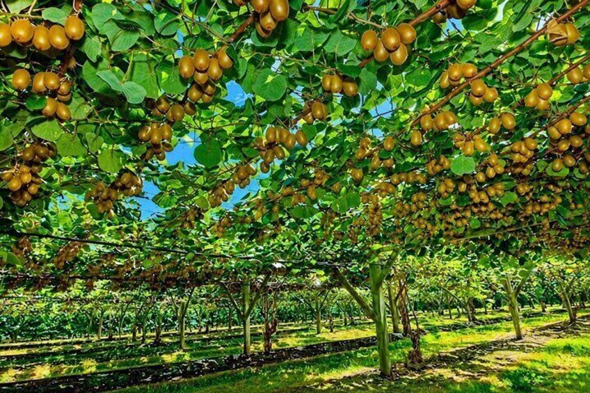 Viñedo con hileras de árboles que producen racimos de frutos redondos. 4