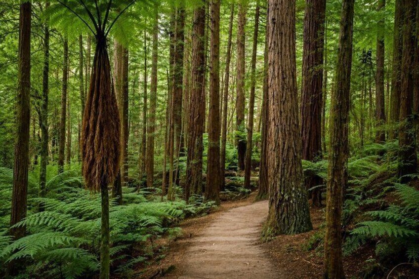Un sendero en el bosque rodeado de árboles altos y helechos exuberantes. 2