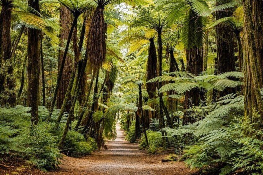 Un sendero en el bosque bordeado por altos árboles y helechos exuberantes. 3
